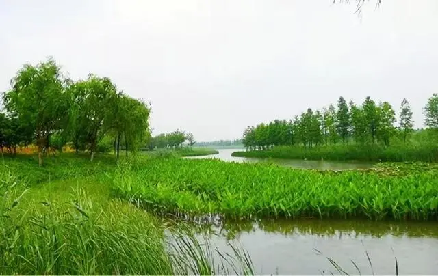市政 || 中环报点赞任城！人工湿地变身“城市净水器”
